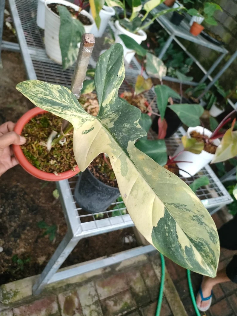 il_794xN.3721553177_m1nj