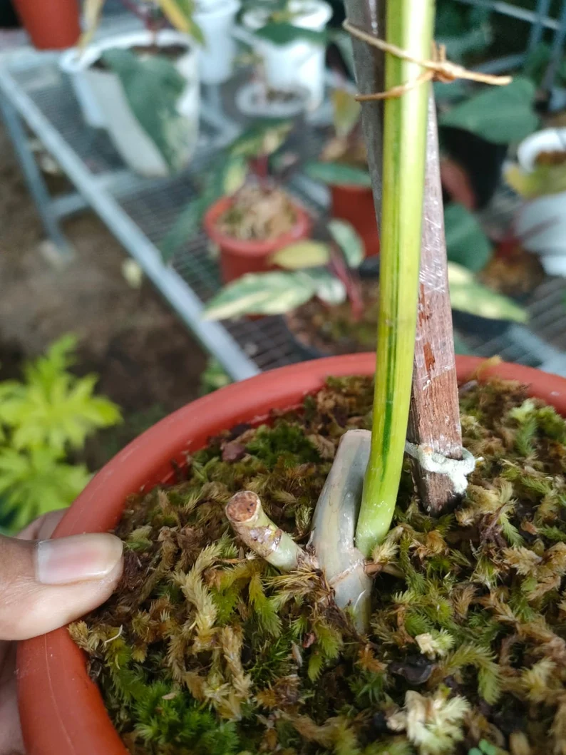 il_794xN.3721553529_8mli