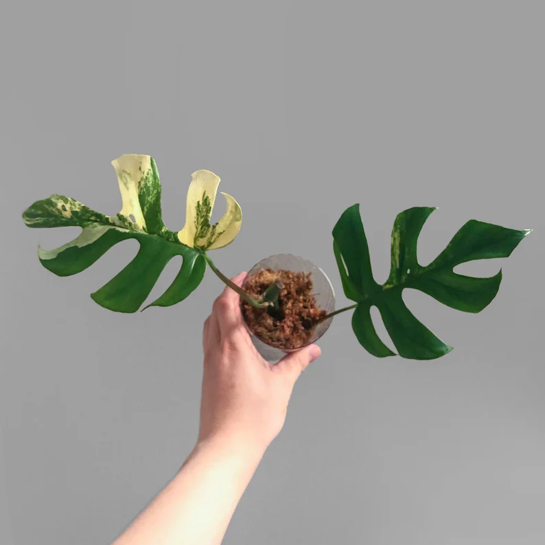 il_794xN.3723666884_l4ki