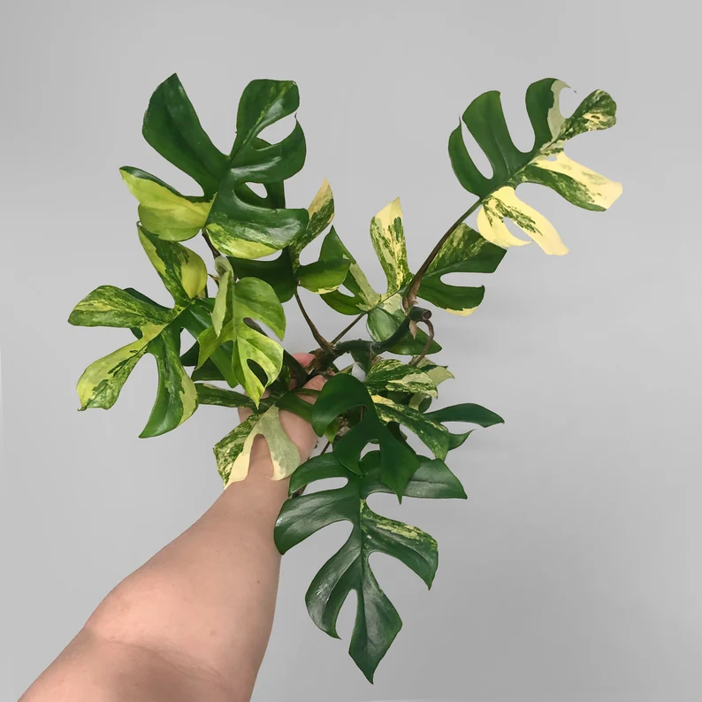 il_794xN.3723666964_5g6w