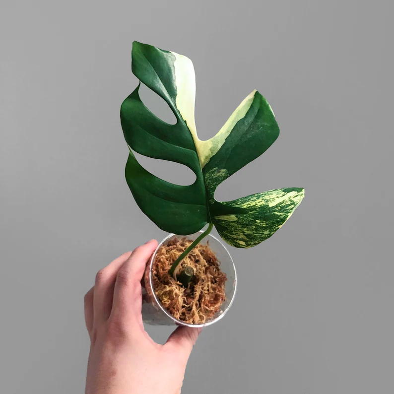 il_794xN.3723667024_f3tt