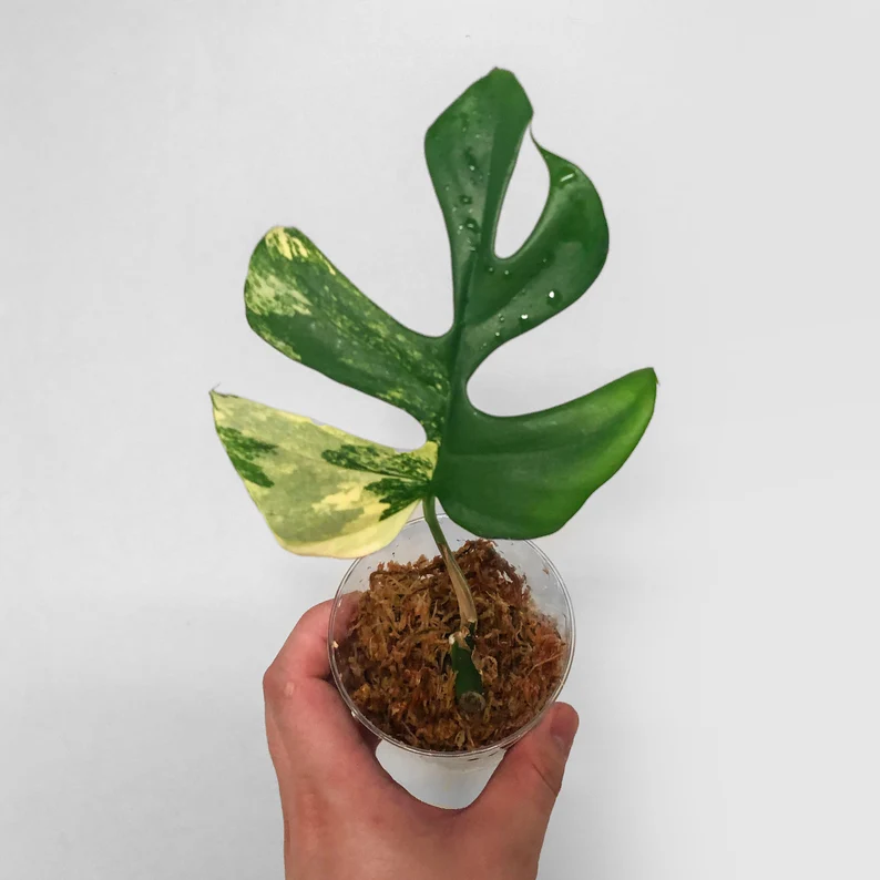 il_794xN.3723667126_poob (1)