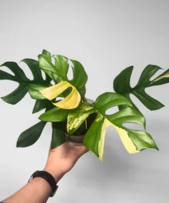 Rhaphidophora Tetrasperma Aurea Variegated