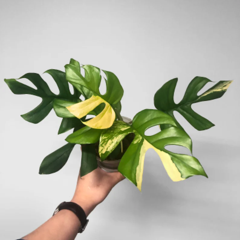 Rhaphidophora Tetrasperma Aurea Variegated Rhaphidophora Tetrasperma Aurea Variegated