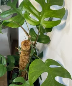 variegated tetrasperma for sale