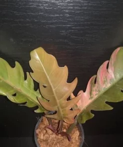 Philodendron Caramel Marble Plant Well Rooted