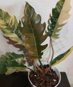 Philodendron Caramel Marble Plant Well Rooted Mother Plant