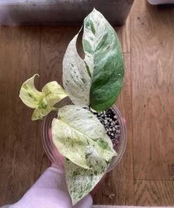 Marble epipremnum pinnatum (very rare)