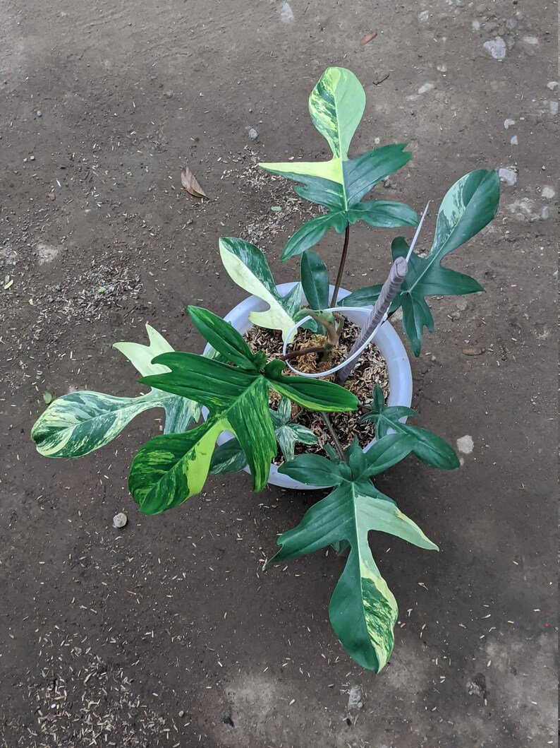 il_794xN.3744526950_h2b1