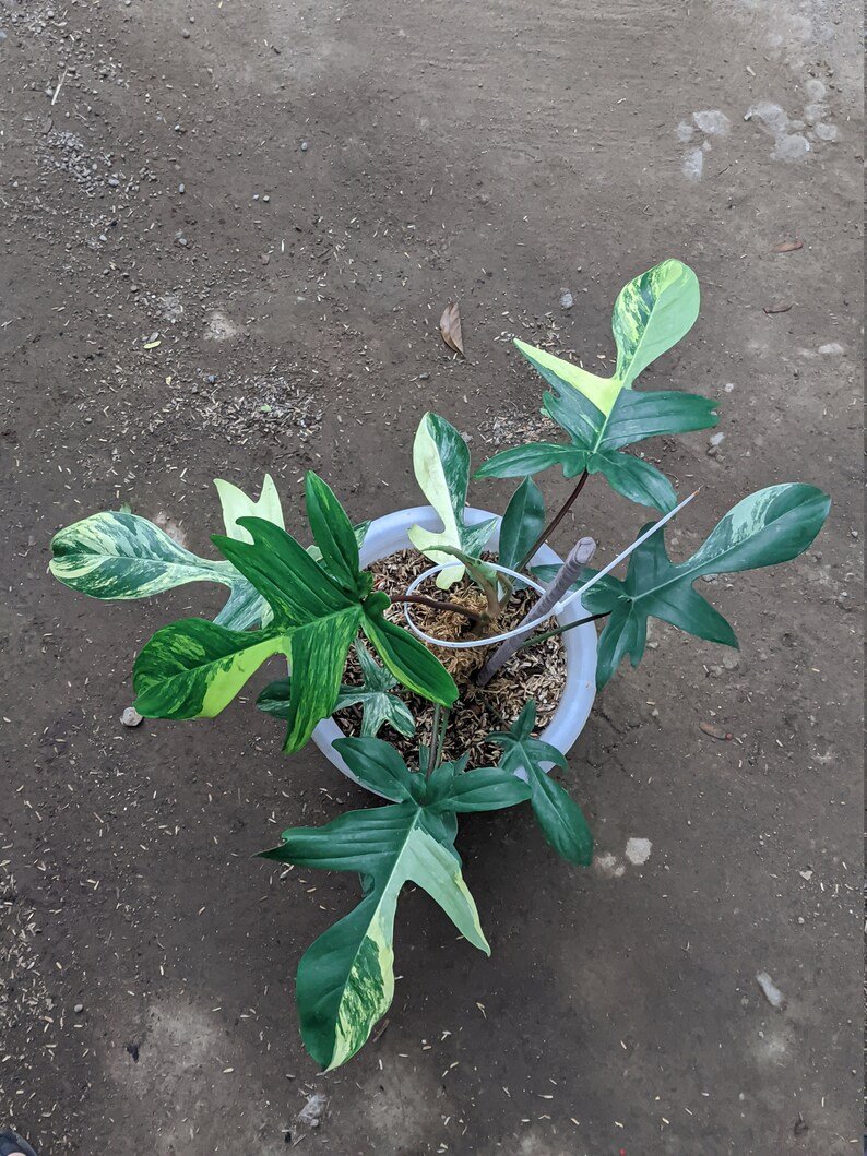 il_794xN.3744526952_cwrw