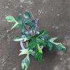 Philodendron Florida Beauty Variegated 8 Leaves