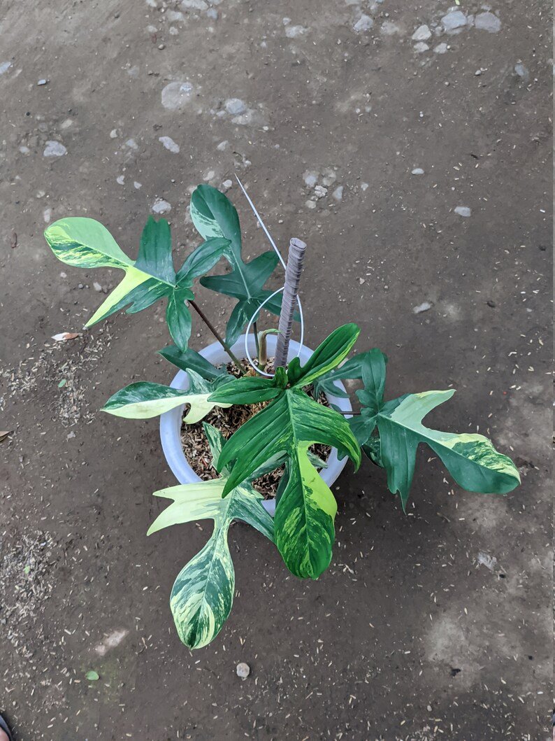 Philodendron Florida Beauty Variegated 8 Leaf Philodendron Florida Beauty Variegated 8 Leaves