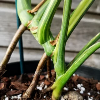 sport varigated monstera