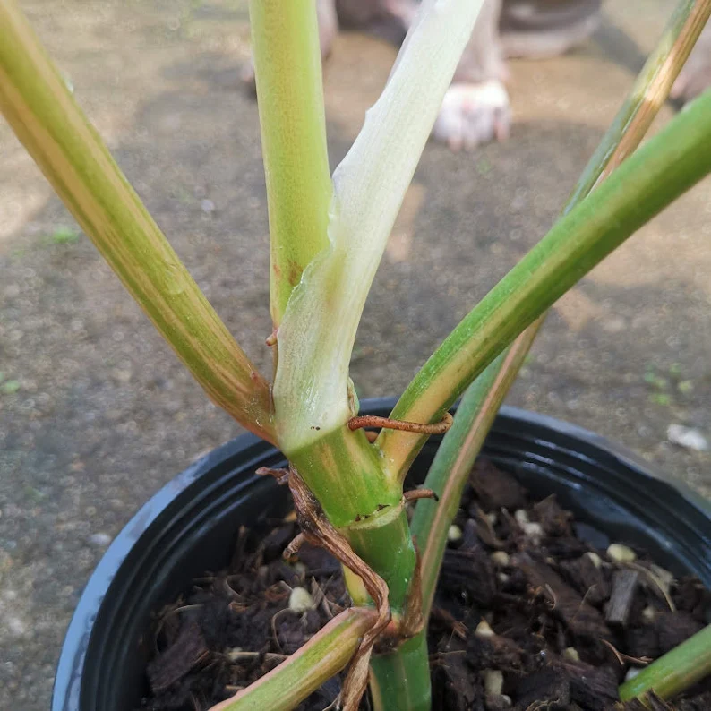 il_794xN.3752519887_j1kq