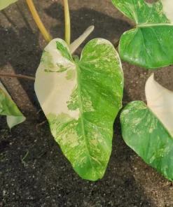 Buy philodendron domesticum variegated online