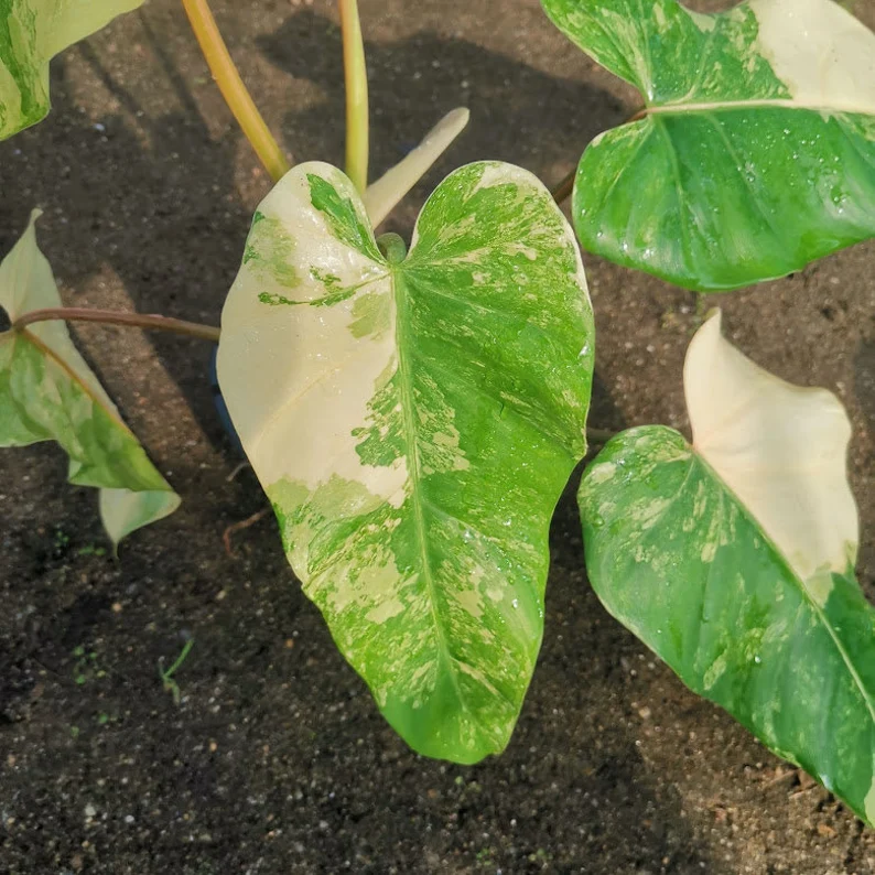 Philodendron Domesticum Variegated Buy philodendron domesticum variegated online