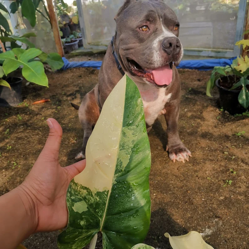 il_794xN.3752519897_ki13