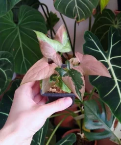 Syngonium red spot tricolor baby plant n.1