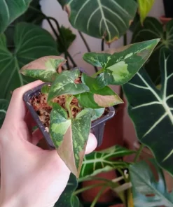 Syngonium red spot tricolor baby plant