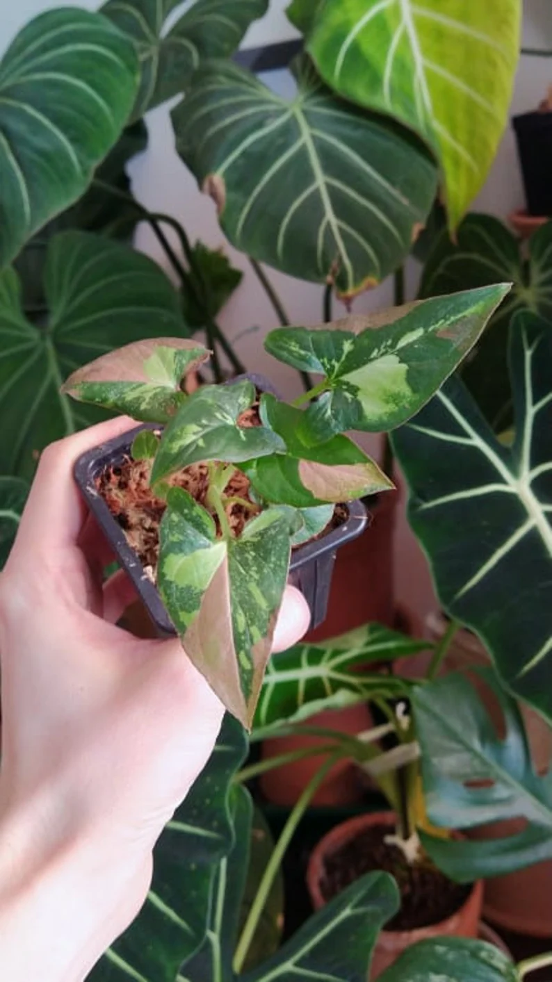 Syngonium red spot tricolor baby plant n.2 Syngonium red spot tricolor baby plant