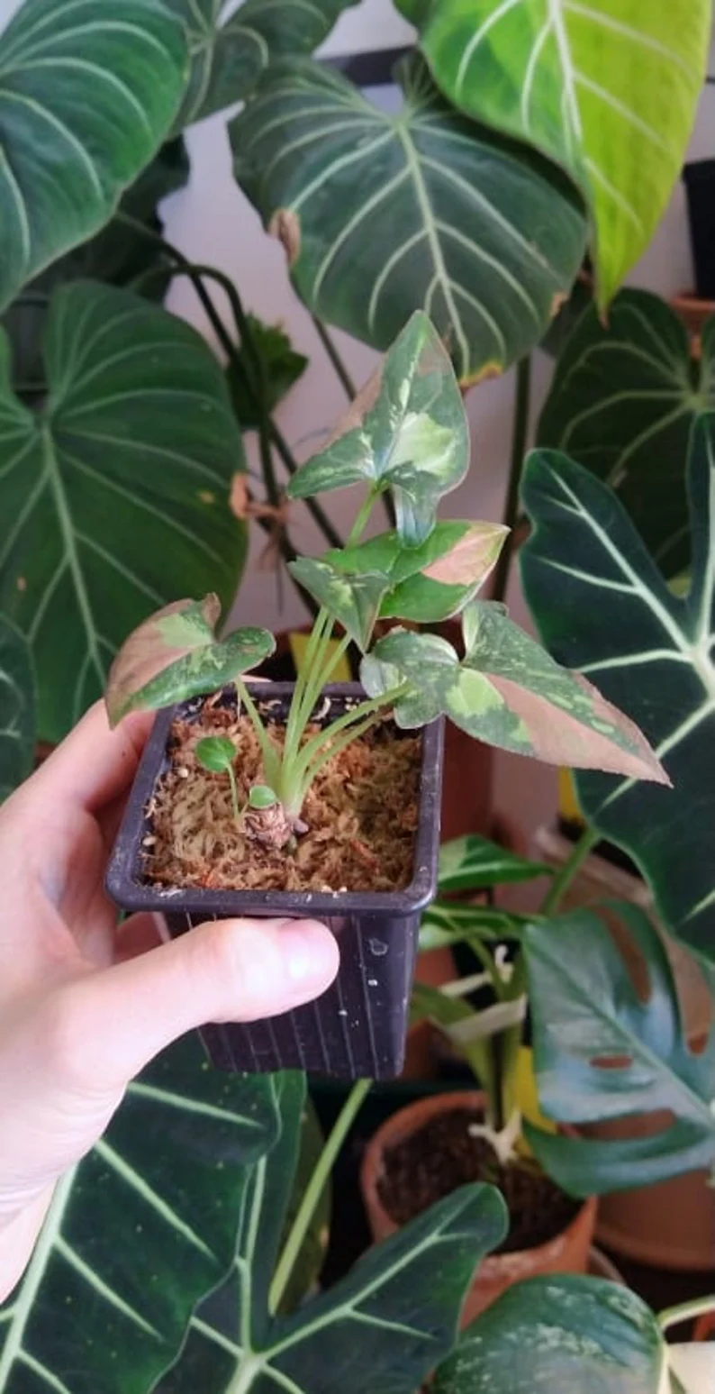 il_794xN.3752560710_cc17