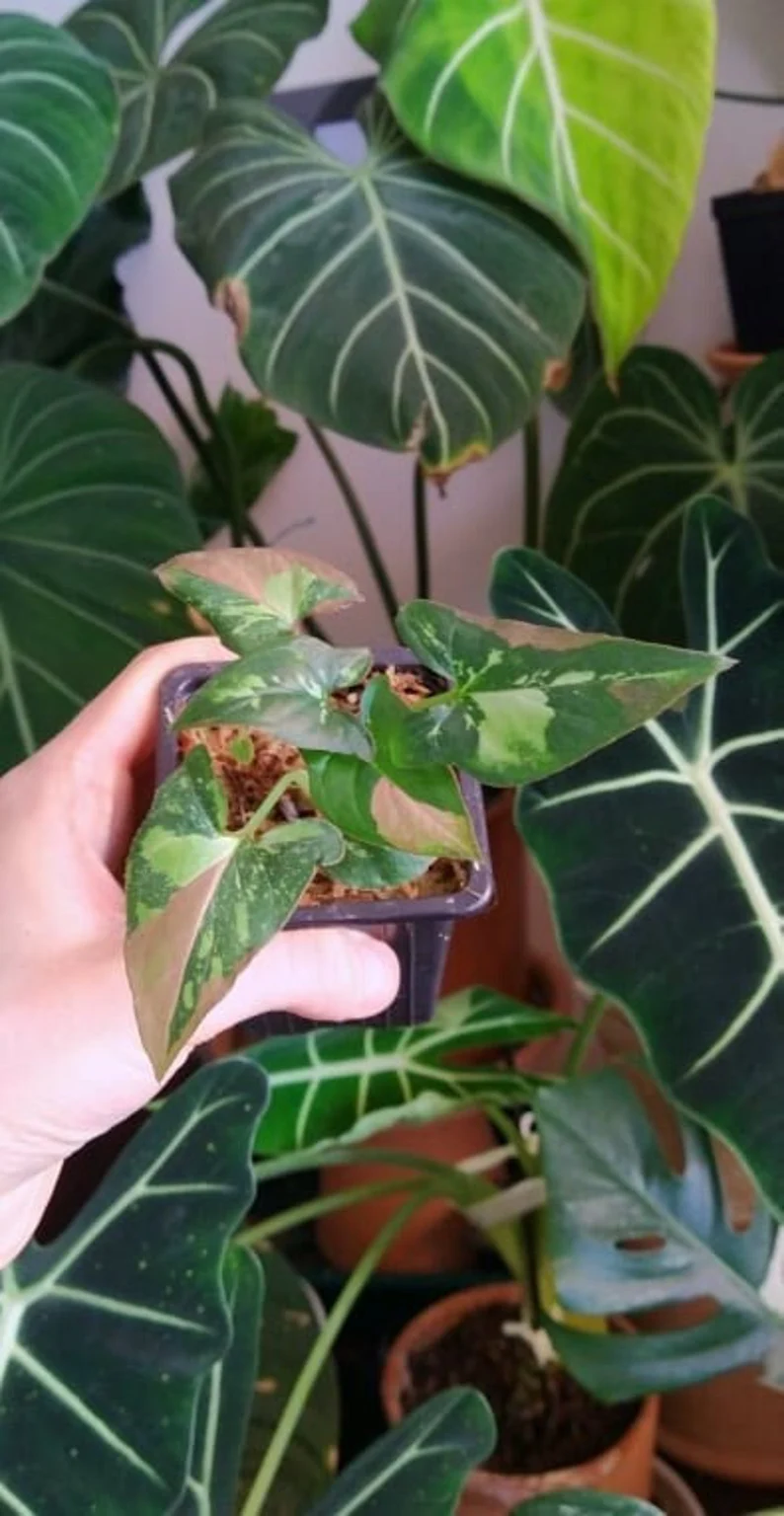 Syngonium red spot tricolor baby plant n.2 Syngonium red spot tricolor baby plant n.2