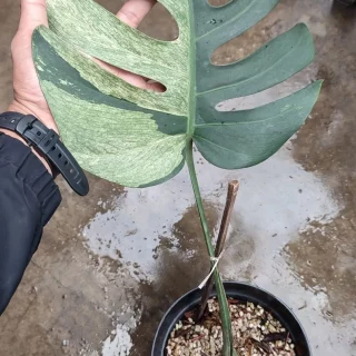 monstera mint variegated