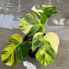 Rare monstera borsigiana aurea variegated Rare variegated monstera Rare house plants Indoor plants live Rare plant Top cuttings - Free Phyto