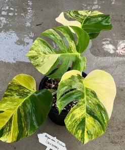 Rare monstera borsigiana aurea variegated Rare variegated monstera Rare house plants Indoor plants live Rare plant Top cuttings - Free Phyto