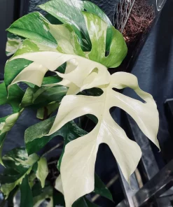 Rhaphidophora Tetrasperma Albo Variegated Paragon