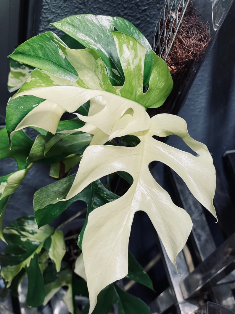 Rhaphidophora Tetrasperma Albo Variegated Paragon Rhaphidophora Tetrasperma Albo Variegated Paragon