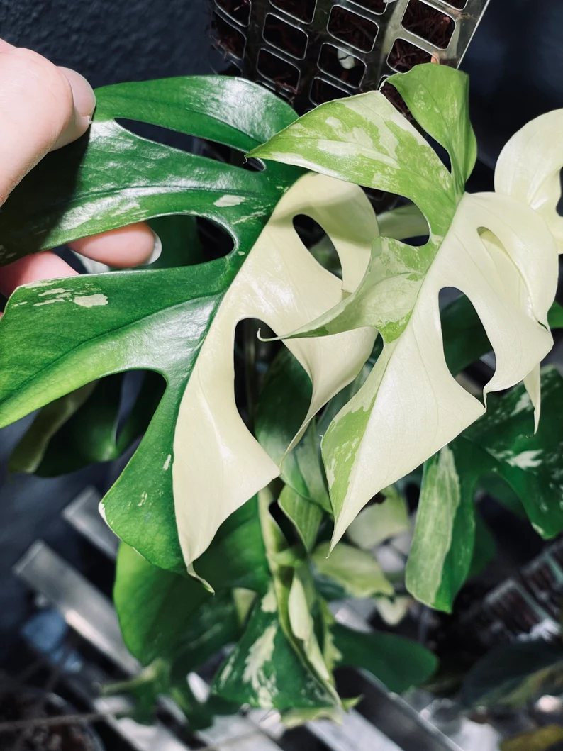 il_794xN.3764262136_9ilm (1)