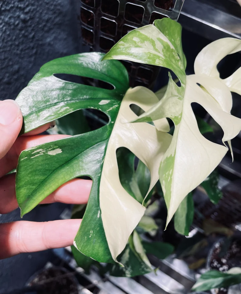 il_794xN.3764262246_b6wf (1)