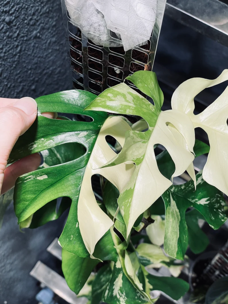 il_794xN.3764262252_5yg4 (1)