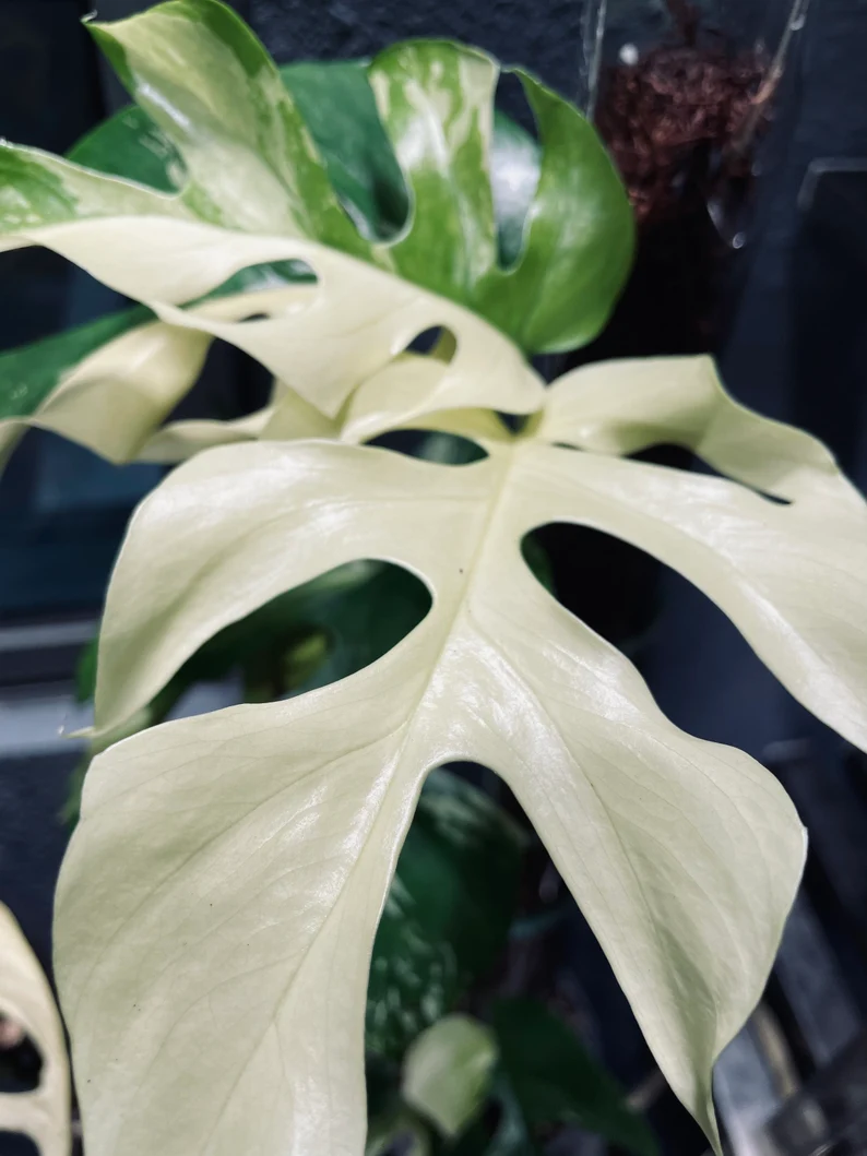 il_794xN.3764262258_nvk5 (1)