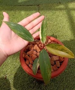 Philodendron Strawberry Shake Variegated