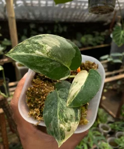 buy Scindapsus Jade Satin White Albo Variegated Rare