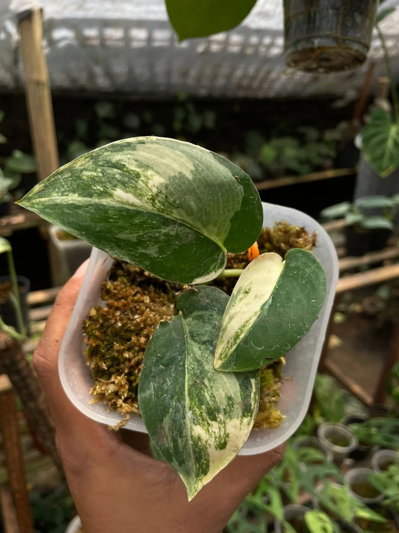 Scindapsus Jade Satin White Albo Variegated Rare buy Scindapsus Jade Satin White Albo Variegated Rare