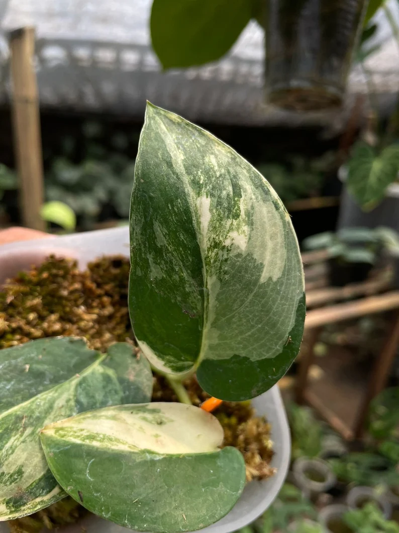 il_794xN.3768415234_t4te