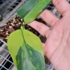Philodendron bipennifolium Variegated