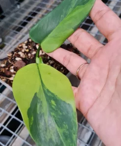 Philodendron bipennifolium Variegated