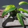 Rare Philodendron Domesticum Variegated Plant