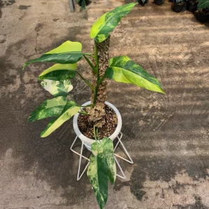 Philodendron Domesticum Variegated
