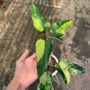 Philodendron Domesticum Variegated