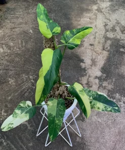 Philodendron Domesticum Variegated