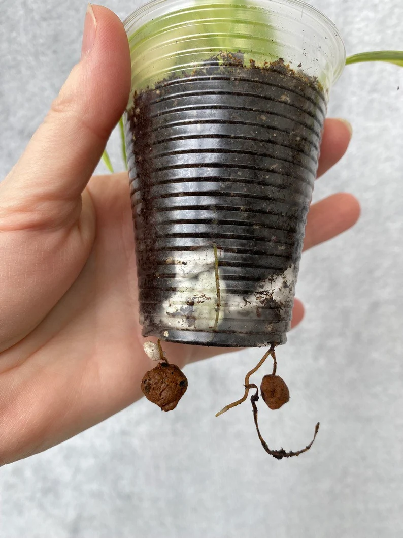 il_794xN.3777088408_5c63