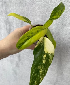 Buy Philodendron domesticum variegated