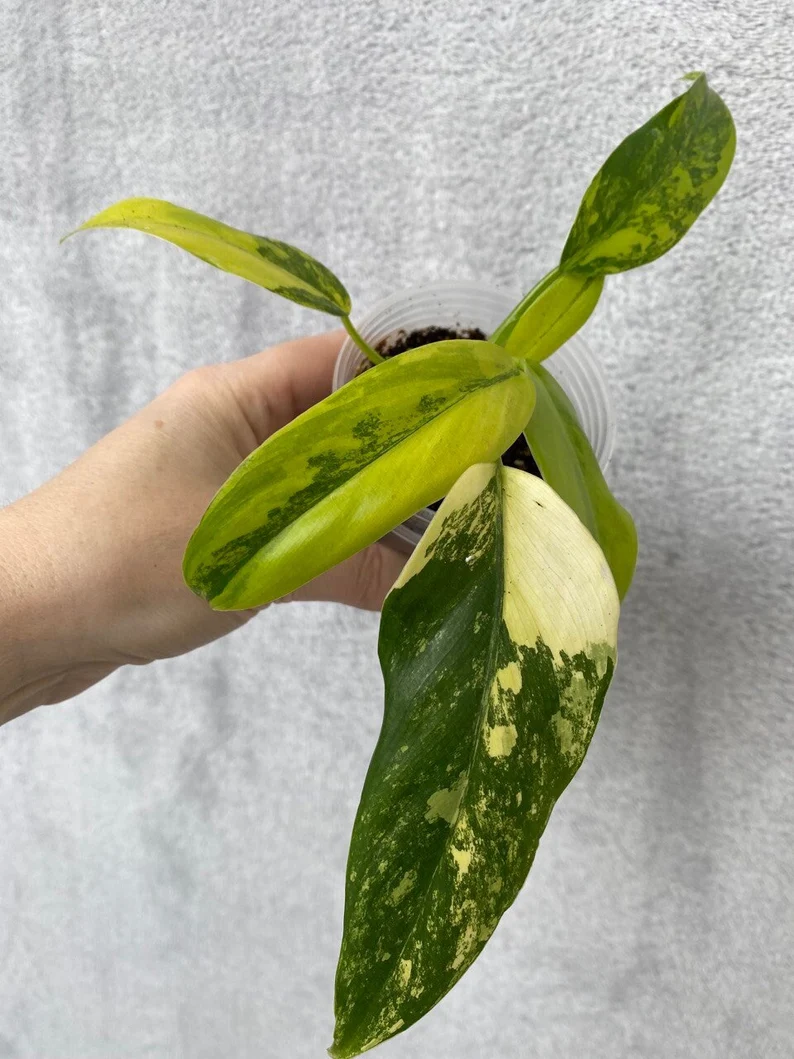 Philodendron domesticum variegated Buy Philodendron domesticum variegated