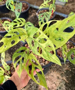 Lot of 5x Monstera Adansonii Mint Variegation