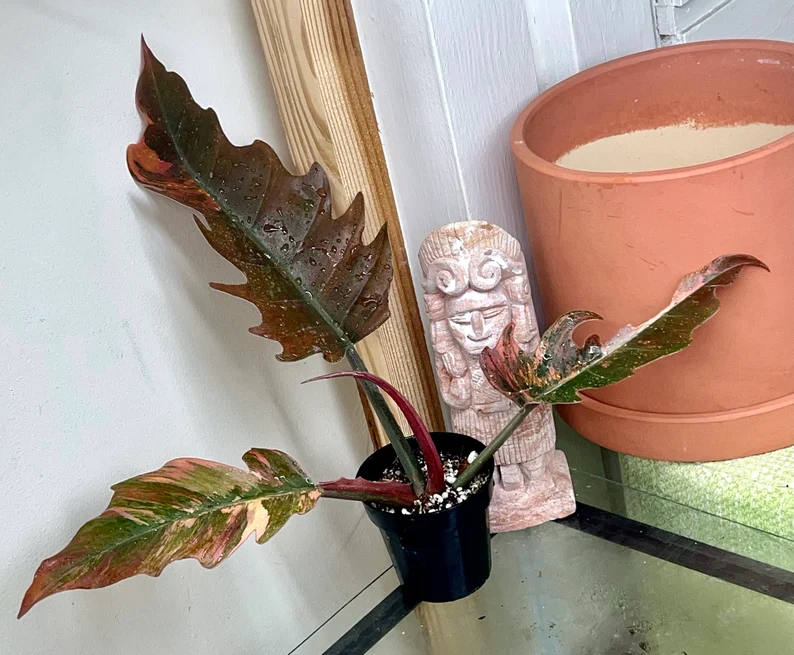 il_794xN.3779726218_17u2